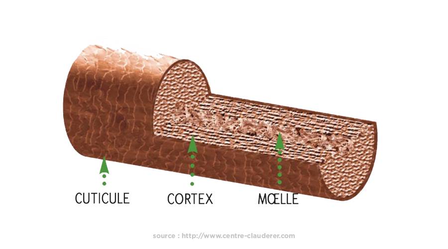 Structure du cheveu schéma